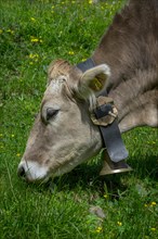 Tyrolean grey cattle on a pasture