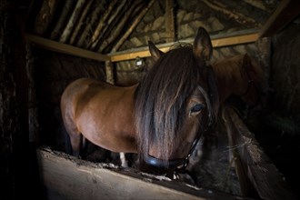 Icelandic horse (Equus islandicus) in horse stable in original peat construction