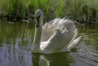 Swan (Cygnus Olor)