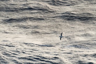 Northern fulmar (Fulmarus glacialis) in flight