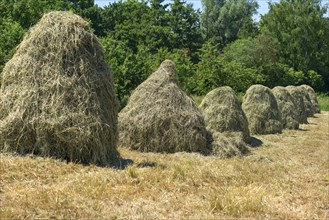 Piled up haystacks on a field