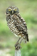 Burrowing owl (Athene cunicularia) on perch