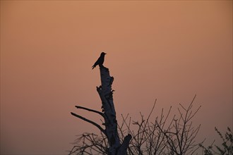 Carrion crow (Corvus corone) on a dead tree at sunset