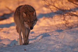 European Gray wolf (Canis lupus) laces up on a game trail in snow
