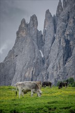 Tyrolean grey cattle on a pasture