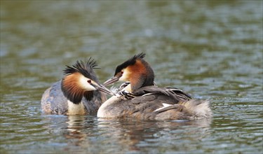 Pair of Great Crested Grebes (Podiceps cristatus) feeding young