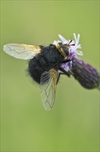 Giant tachinid fly (Tachina grossa)