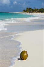 Coconut on the world class Shoal Bay East beach