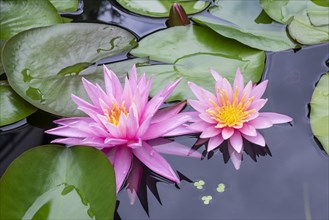 Pink water lily (Nymphaea Pink)