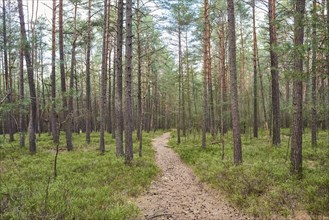 Trail going throug European red pine (Pinus sylvestris)