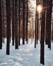 Sun star in coniferous forest with snow