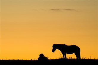 Silhouettes of Icelandic horses in a meadow