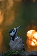 Great spotted woodpecker (Dendrocopos major)