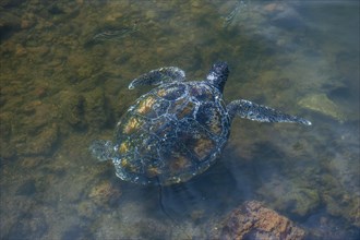 Turtle in the Satoalepai turtle laggon
