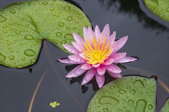 Pink water lily (Nymphaea Pink)