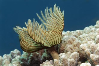 feather duster worm (Sabellastarte) Red Sea