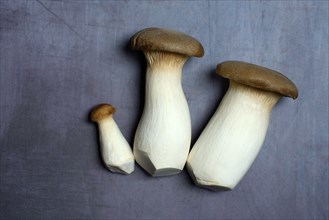King trumpet mushrooms (Pleurotus eryngii)