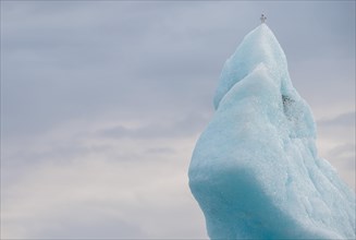 Seagull on iceberg