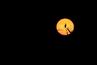Great cormorant (Phalacrocorax carbo) Cormorant in front of the setting sun