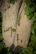 Sand lizard (Lacerta agilis) and European green lizard (Lacerta viridis) on tree trunk