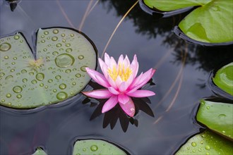 Pink water lily (Nymphaea Pink)