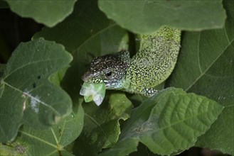 European green lizard (Lacerta viridis) with prey between leaves