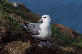 Breeding Northern fulmar (Fulmarus glacialis) in flight