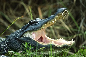 Alligator American alligator (Alligator mississippiensis) waiting for prey