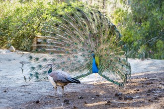 Peacock Indian peafowl (Pavo cristatus) beats wheel in front of female