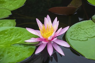 Pink water lily (Nymphaea Pink)