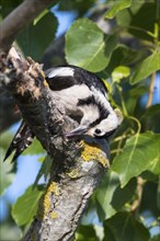 Syrian woodpecker (Dendrocopos syriacus)