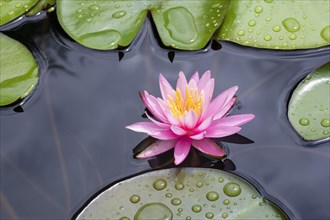 Pink water lily (Nymphaea Pink)