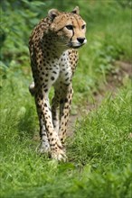 Sudan cheetah (Acinonyx jubatus soemmeringii)
