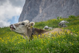 Tyrolean grey cattle on a pasture