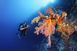 Diver with lamp looking at large Klunzinger's Soft Coral (Dendronephthya klunzingeri) on steep wall in backlight of sun