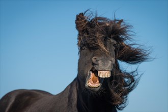 Icelandic horse (Equus islandicus)