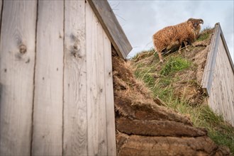 Sheep standing on horse stable in original peat construction