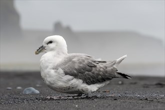 Young Northern fulmar (Fulmarus glacialis) on the beach