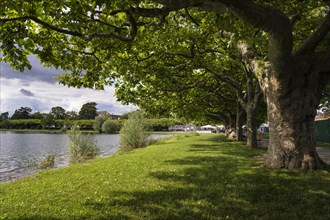Lakeside promenade with roof Plane trees (Platanus)
