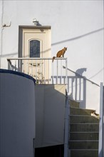 Cat on a railing