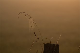 Grasses and spider web in early morning fog