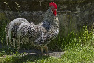 Rooster junglefowl (Gallus) in the Franconian Open Air Museum