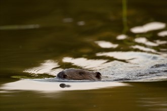 Beaver European beaver (Castor fiber) swimming in the water