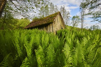 Cabin standing in the middle of male fern (Dryopteris filix-mas)