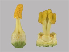 Zucchini (Cucurbita pepo subsp. pepo convar. giromontiina)