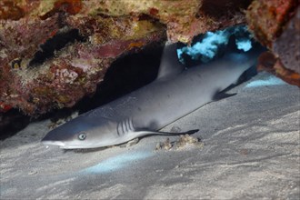Juvenile whitetip reef shark (Triaenodon obesus) lying under coral block in sand
