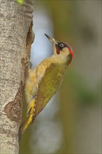 European green woodpecker (Picus viridis) male at the breeding cavity