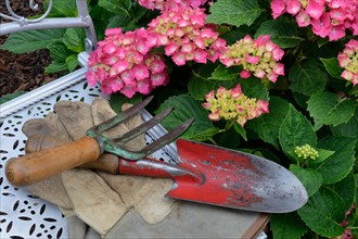 Garden tools on garden chair and flowering hydrangeas