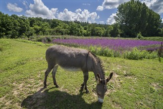 Donkey (Equus asinus asinus) grazing at a fish pond with flowering Purple loosestrife (Lythrum salicaria)