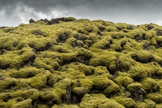 Lava overgrown by Elongated Rock Moss (Racomitrium elongatum)